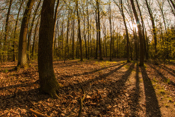 Obraz premium A picture from the bright sunny spring day in the forest in Europe. Sun is going down and the wood is full of colors. 