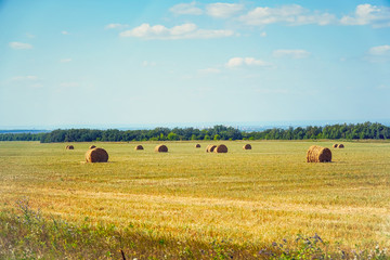Bales of hay on the field in front of forest