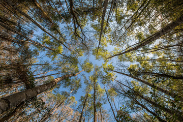 Obraz premium Looking up in the treetops during the hot spring day. 