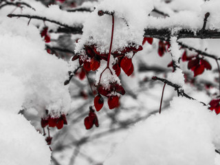 Winter Berry