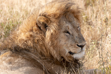 Lion head Safari