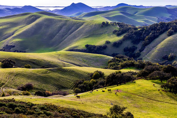Obraz premium Grass Covered Hills on a Sunny Day 