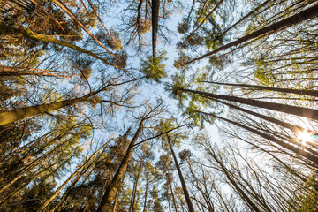 Looking up in the treetops during the hot spring day. 