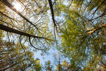 Looking up in the treetops during the hot spring day. 