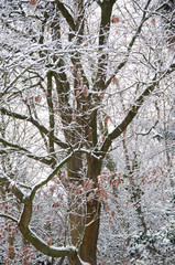 jardin en hiver neige