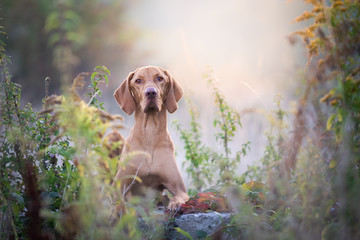 Autumn hungarian vizsla dog portrait in morning sun
