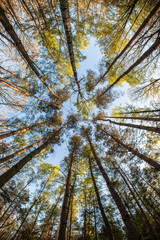 Looking up in the treetops during the hot spring day. 