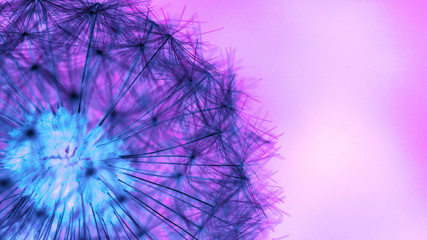  dandelion flower in vibrant bold gradient holographic neon colors. Concept art. Minimal surrealism background.Copy space.