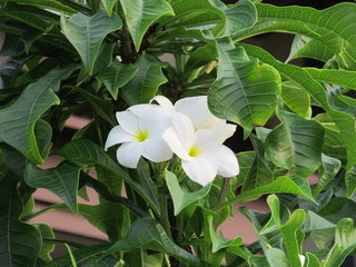 Plumeria on the plumeria tree.