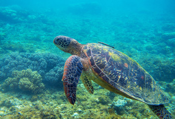Green turtle with fish underwater photo. Sea turtle closeup. Oceanic animal in wild nature. Summer vacation