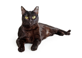 Black Cat Lying Down Looking at Camera