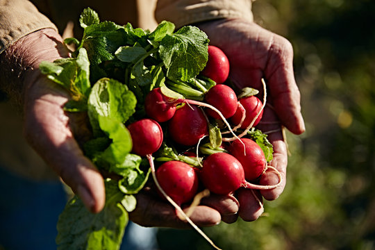 farmer holding fresh picked organic radishes, closeup 