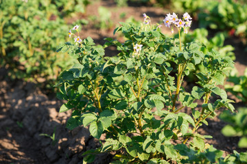 potato bushes grow