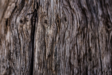 tree bark