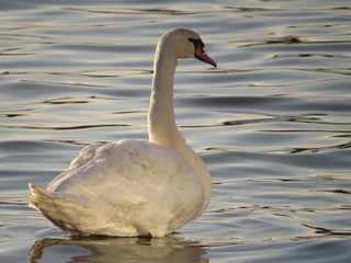 Swan