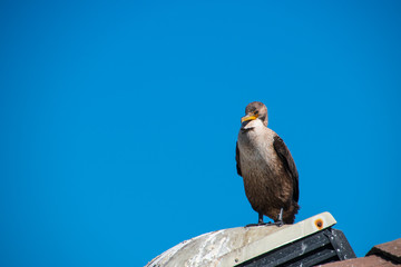 One California Gull standing on a roof vent. There is a deep blue cloudless sky background