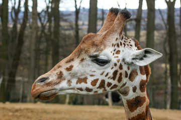 A detail picture of the giraffe´s head. Looking into the calm face of this animal