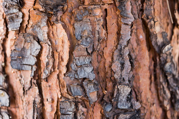 tree bark