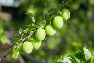 Ovary of cherry-plum fruit on a branch.