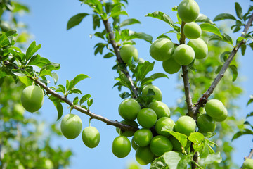 Ovary of cherry-plum fruit on a branch.