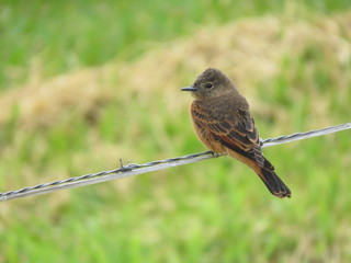 Little bird in the line