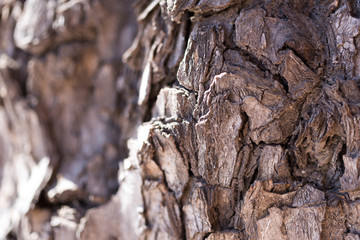 tree bark