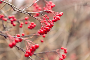 red berries on a bush in autumn