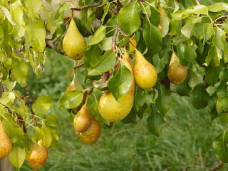 Des poires de table au fruit de forme élancée de couleur jaune orangée et rouillée sur des...