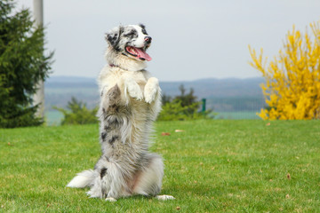 Naklejka na ściany i meble A cute Australian shepherd is sitting on his hind legs and looking cute and funny. He looks happy and satisfied, like he´s smiling. 