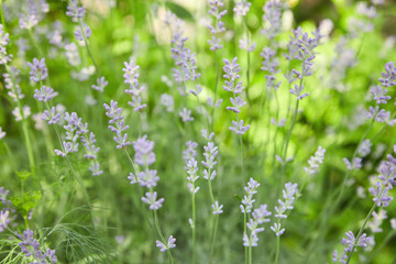 Obraz na płótnie Canvas Natural flower background. Lavender blooming on the field