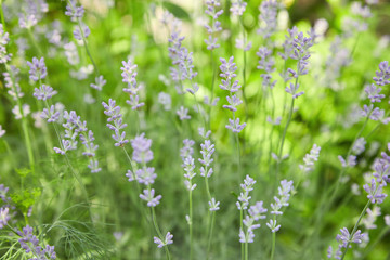 Fototapeta premium Natural flower background. Lavender blooming on the field