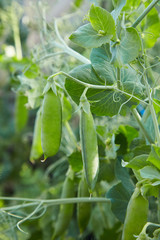 Green peas in pods grows in the garden