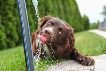 A thirsty dog is drinking water and looking quite funny. 