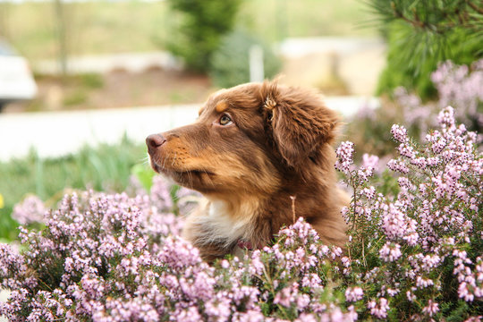 The cute puppy of the Australian shepherd is sitting in the heather and looking happy and satisfied. 