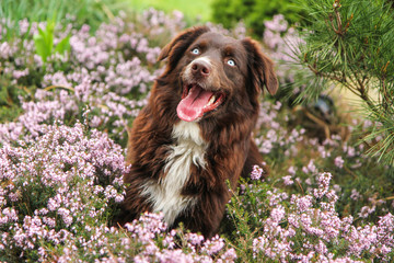 A young adult Australian shepherd is lying in the heather and looking happy and satisfied. Like he is laughing. 