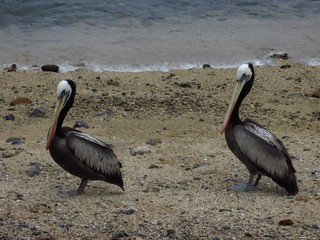 Couple of pelican.