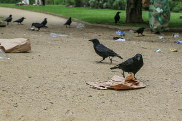 A Picture of a flock of crows eating garbage from a trash bin and doing mess in the public park. 