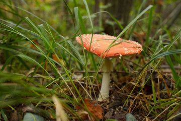 Amanita muscaria, commonly known as the fly agaric or fly amanita, is a mushroom and psychoactive basidiomycete fungus, one of many in the genus Amanita. Space for text