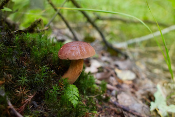 Wild edible forest polish mushroom boletus with root and moss over grass texture background. 
