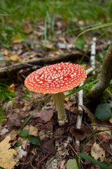 Amanita muscaria, commonly known as the fly agaric or fly amanita, is a mushroom and psychoactive basidiomycete fungus, one of many in the genus Amanita. Space for text