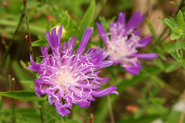 Fototapeta premium stokesia