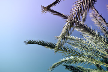 Fototapeta na wymiar palm leaves in the evening against the sky