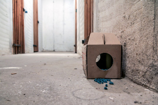 A picture of a paper rat trap with some pellets with poison outside of the box. Dangerous to touch or eat. 