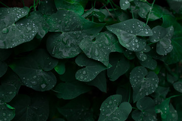 Dark green leaves with water drops for background