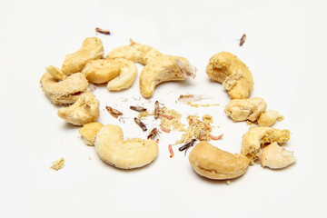 A picture of cashew nuts infested with caterpillars and butterflies of the meal moth. Isolated on a white background. 