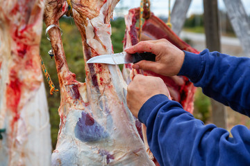 Plum Point, Newfoundland, Canada - October 12, 2018: Hunter cutting Moose meat with a knife after...