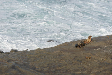 Resting two sea lions