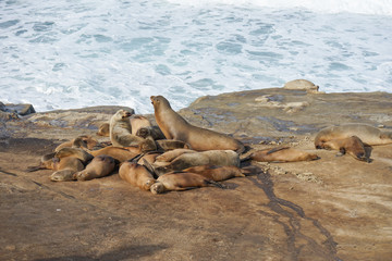 napping and resting of sea lions