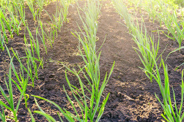 Spring shoots of green onions in the soil in the garden for vitamin nutrition. Young shoots of green onions on a Sunny spring day.