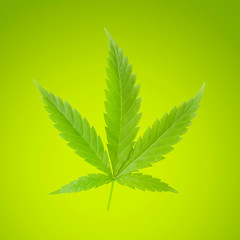 Cannabis leaf isolated on green backdrop.